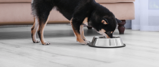 chien mange